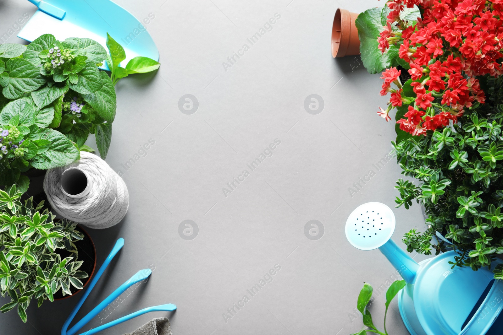 Photo of Flat lay composition with gardening tools and plants on grey background