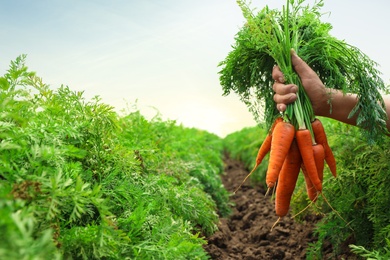 Photo of Woman holding bunch of fresh ripe carrots on field, closeup. Organic farming