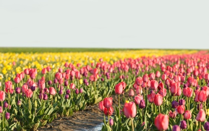 Photo of Field with fresh beautiful tulips. Blooming flowers