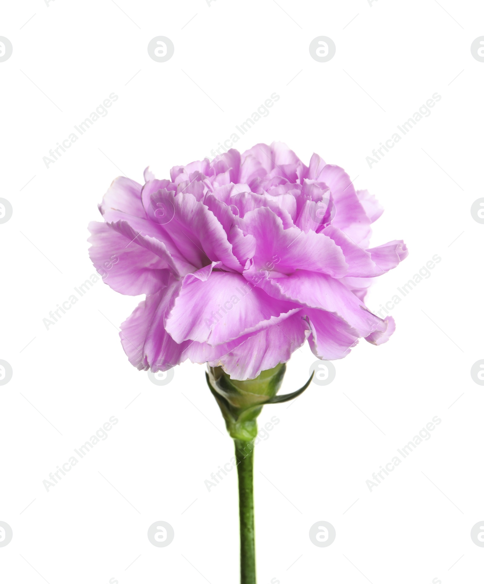 Photo of Beautiful blooming violet carnation on white background