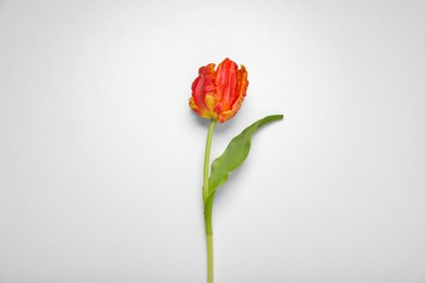 Beautiful red tulip flower on white background, top view