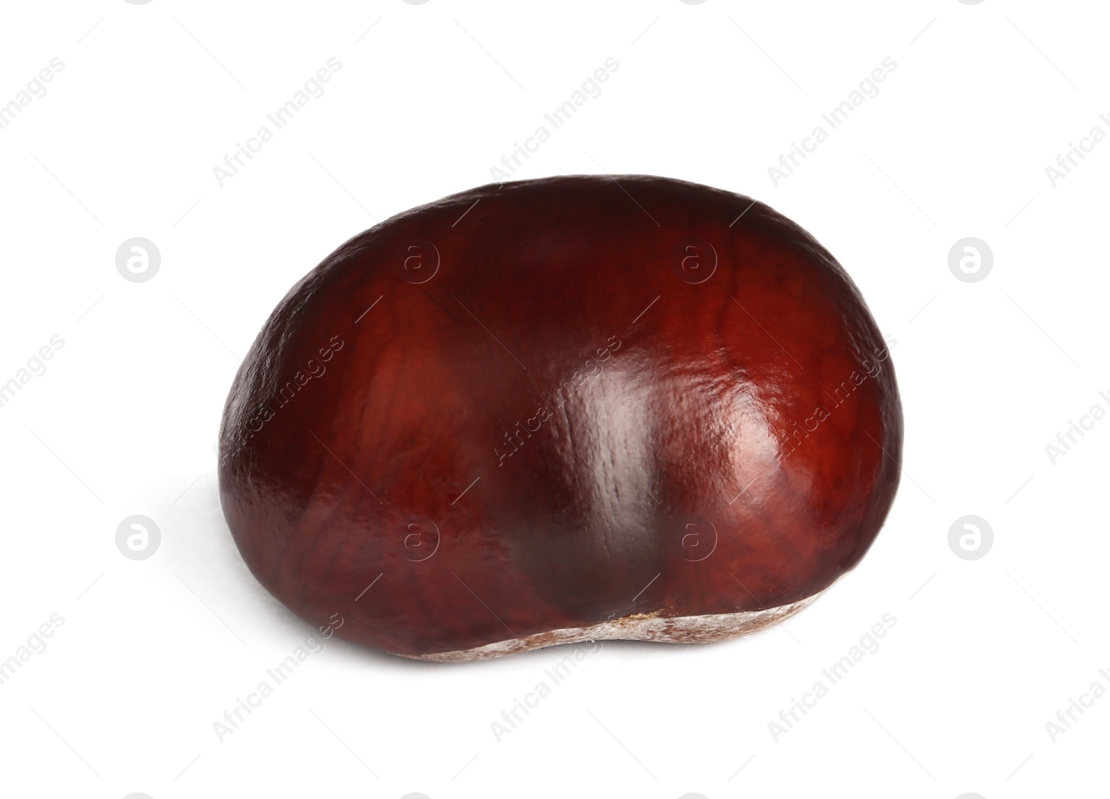 Photo of One brown horse chestnut isolated on white