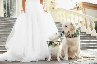 Bride and adorable dogs wearing wreathes made of beautiful flowers outdoors, closeup