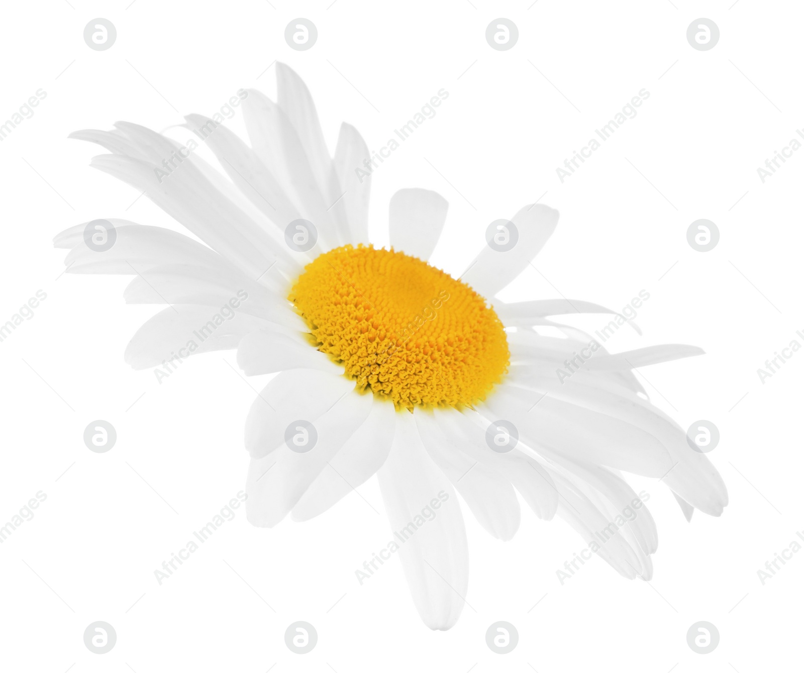 Photo of Beautiful blooming chamomile flower isolated on white