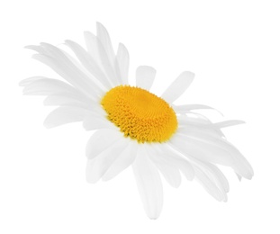 Beautiful blooming chamomile flower isolated on white