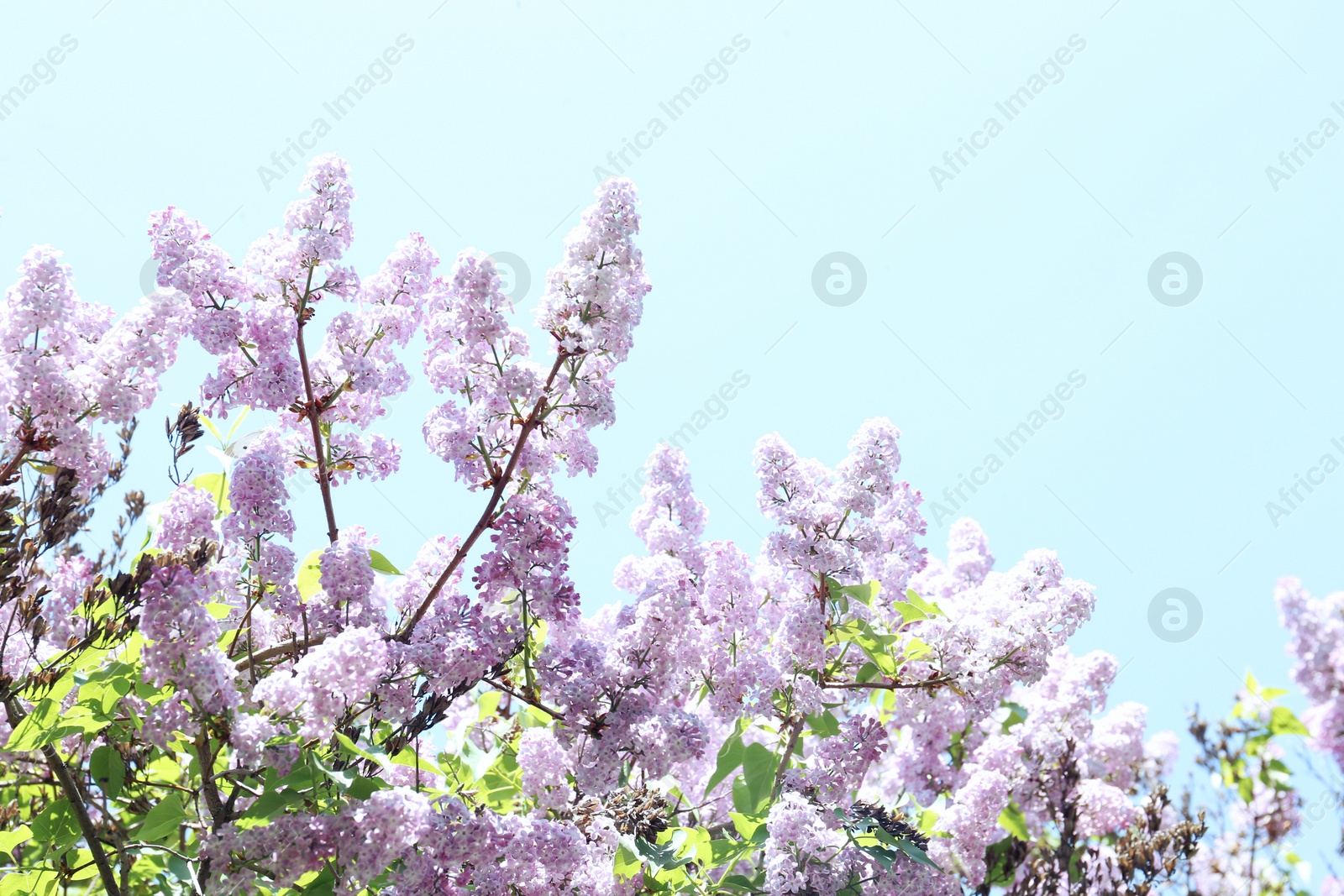 Photo of Closeup view of beautiful blooming lilac shrub outdoors