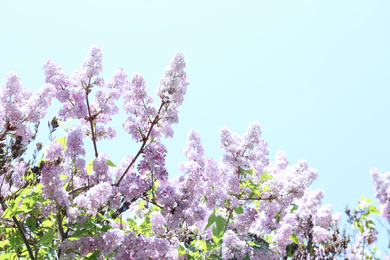 Photo of Closeup view of beautiful blooming lilac shrub outdoors