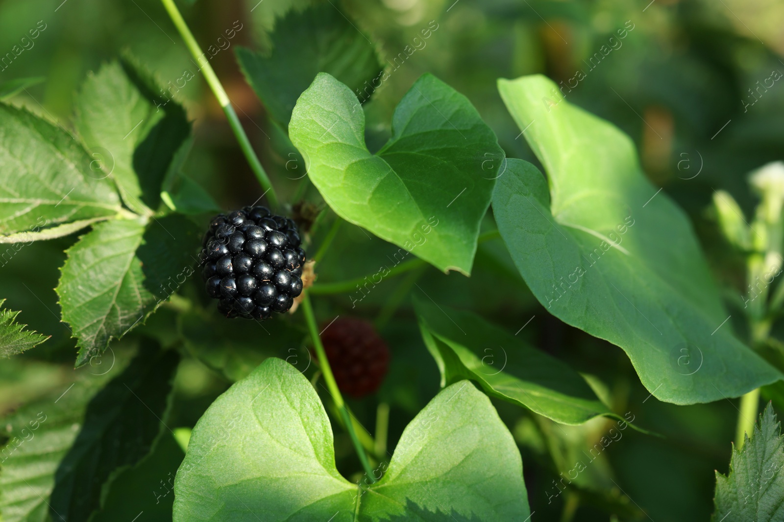 Photo of Ripe blackberries growing on bush outdoors, closeup