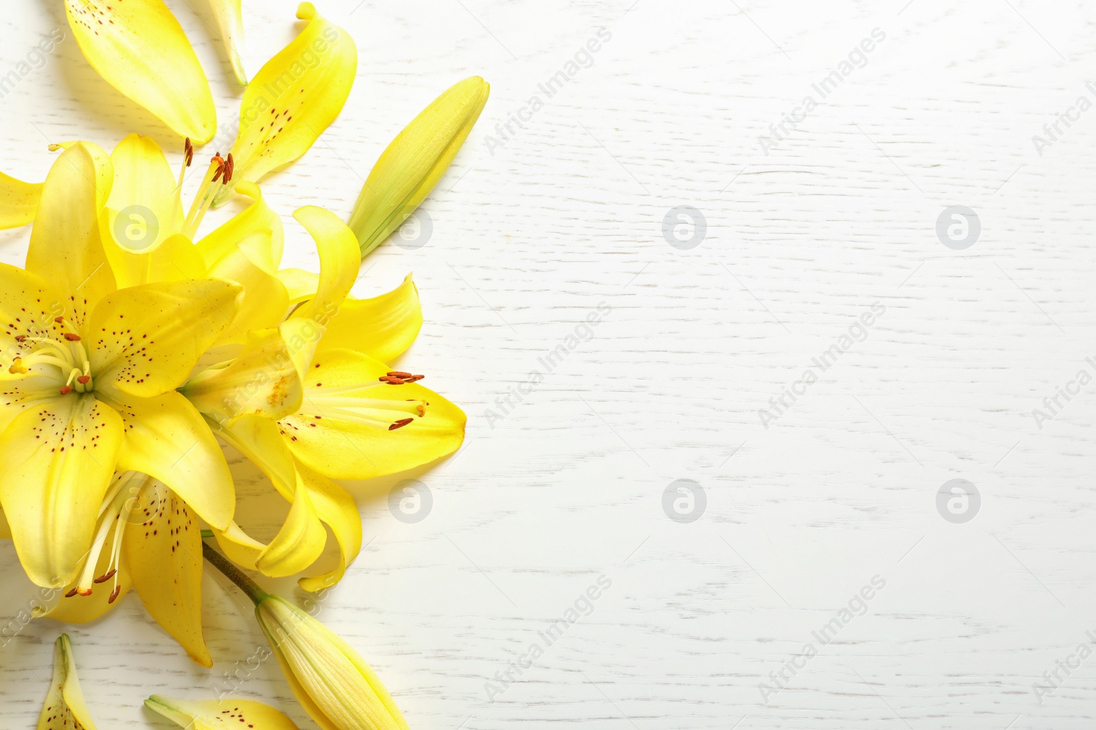 Photo of Composition with beautiful blooming lily flowers on light background