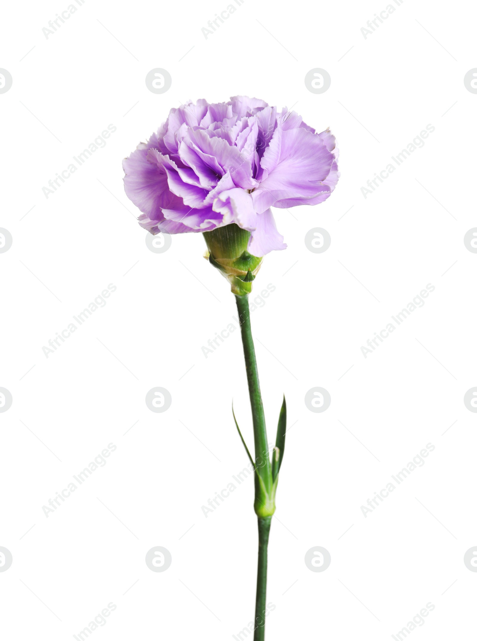 Photo of Beautiful blooming violet carnation on white background