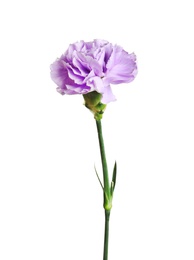 Beautiful blooming violet carnation on white background