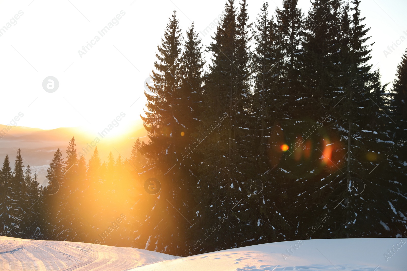 Photo of Picturesque view of snowy coniferous forest in mountains. Winter vacation