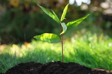 Photo of Seedling growing in soil outdoors, closeup. Planting tree