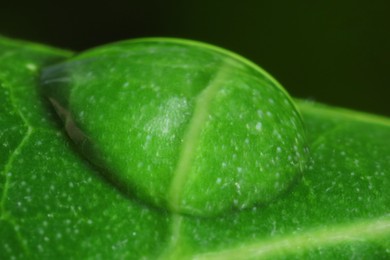 Macro photo of leaf with water drop on blurred green background