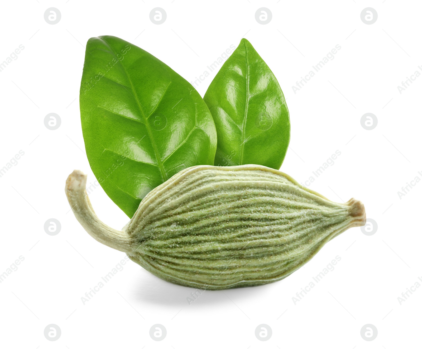 Image of Dry cardamom pod and green leaves on white background