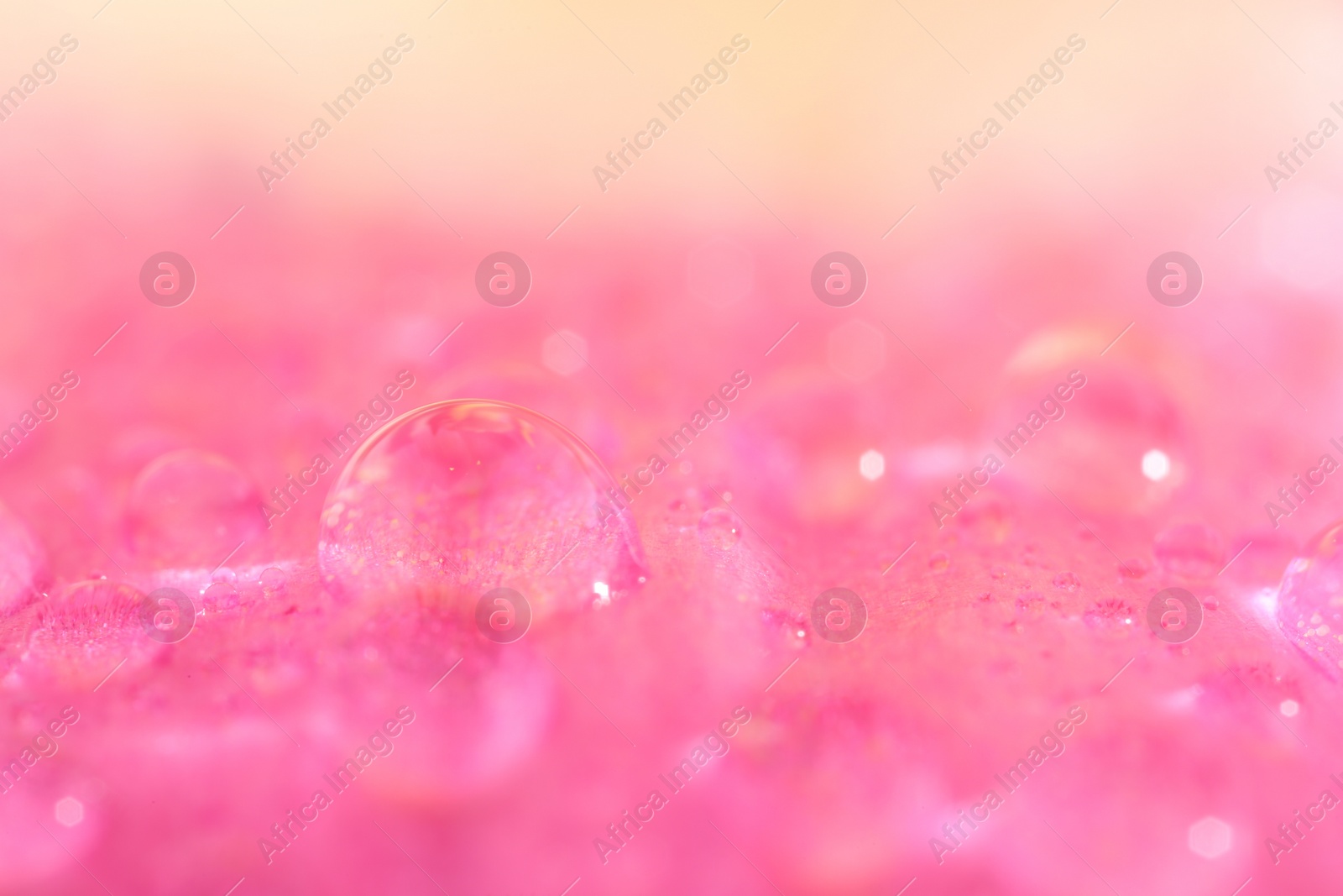 Photo of Beautiful flower with water drops on blurred background, macro view