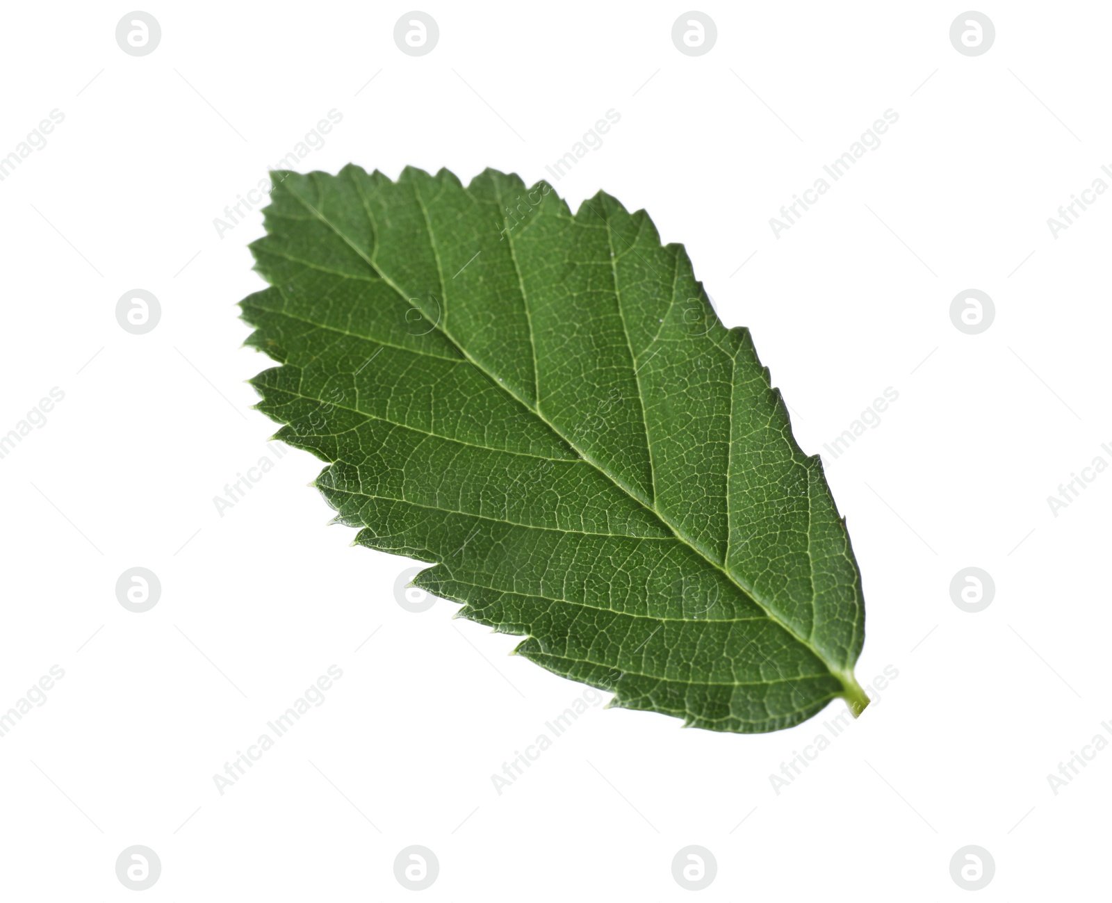 Photo of Fresh green blackberry leaf isolated on white