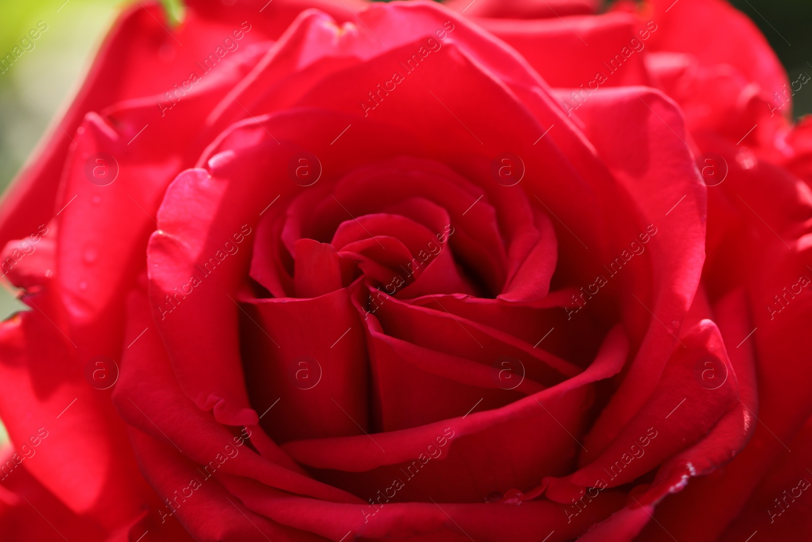 Photo of Closeup view of beautiful blooming rose as background