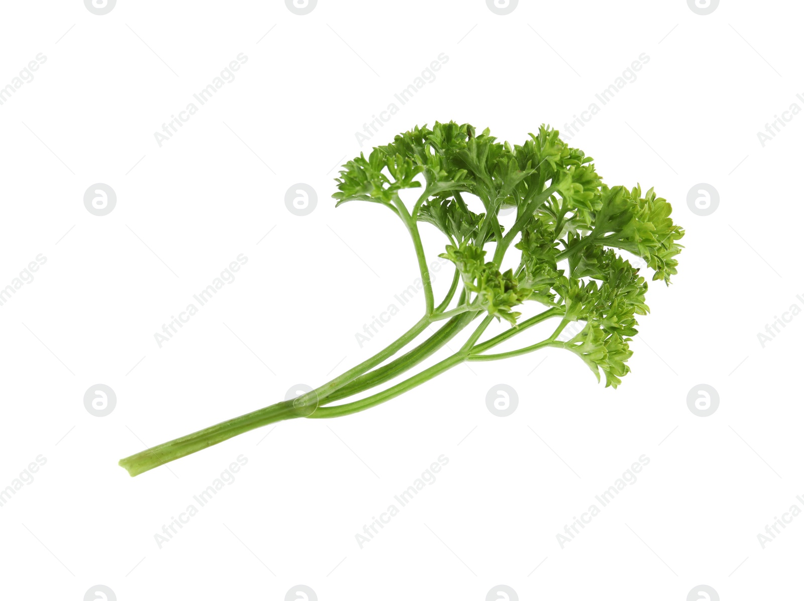 Photo of Fresh green organic parsley on white background