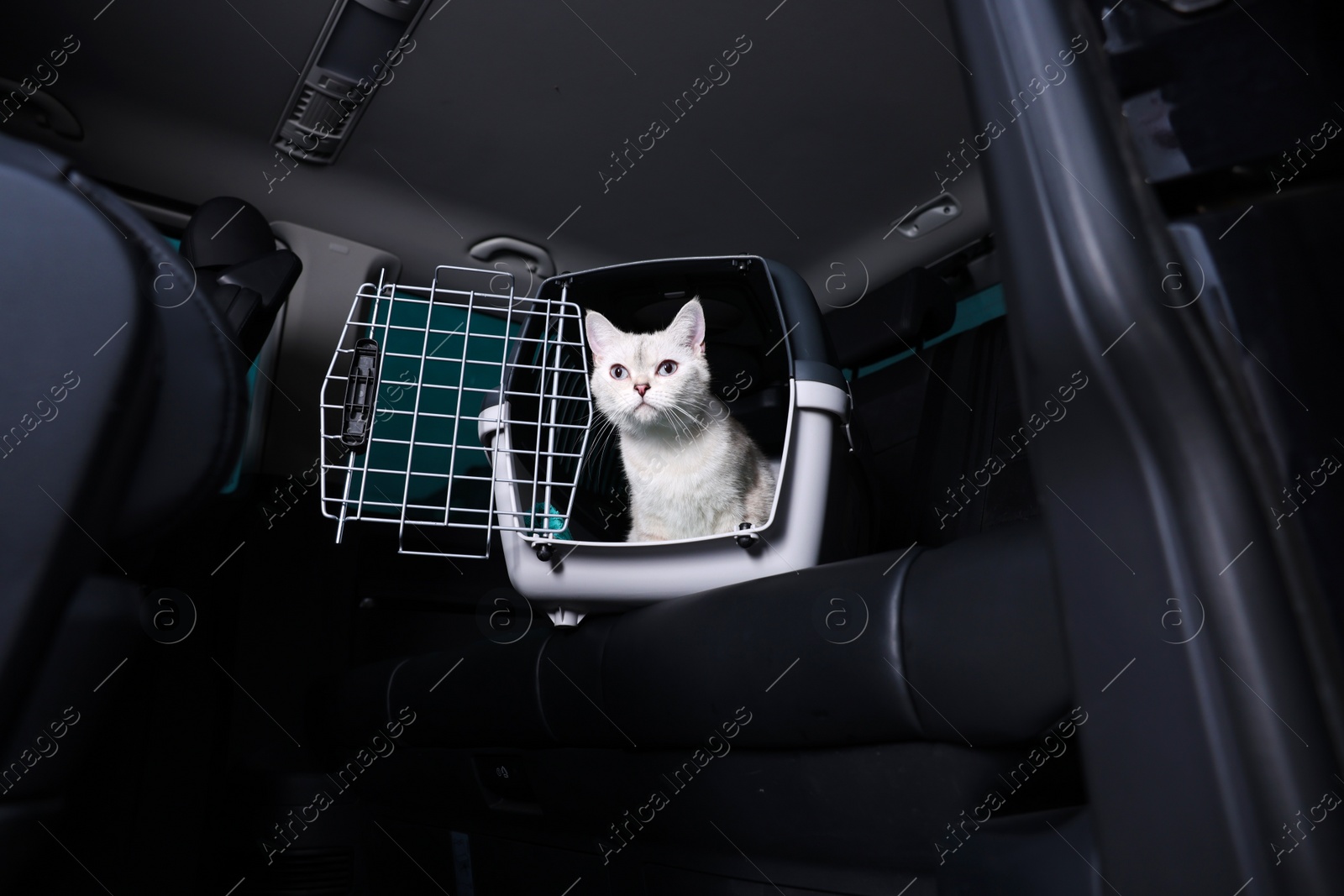 Photo of Cute white British Shorthair cat inside pet carrier in car