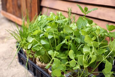 Photo of Different aromatic potted herbs in crate near wooden wall, closeup