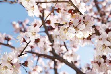 Photo of Closeup view of blossoming apricot tree on sunny day outdoors. Springtime