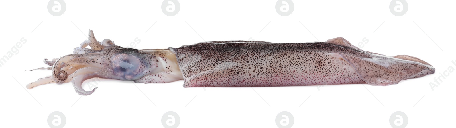 Photo of Raw squid isolated on white. Fresh seafood