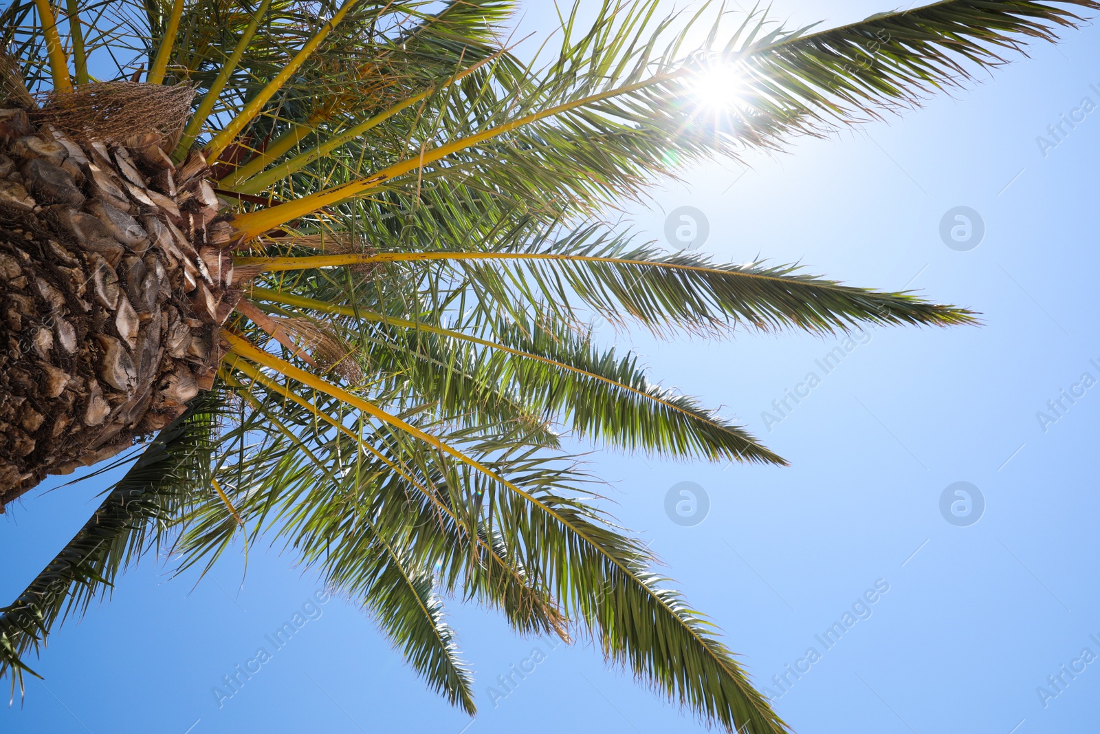 Photo of Beautiful palm tree with green leaves against clear blue sky, low angle view