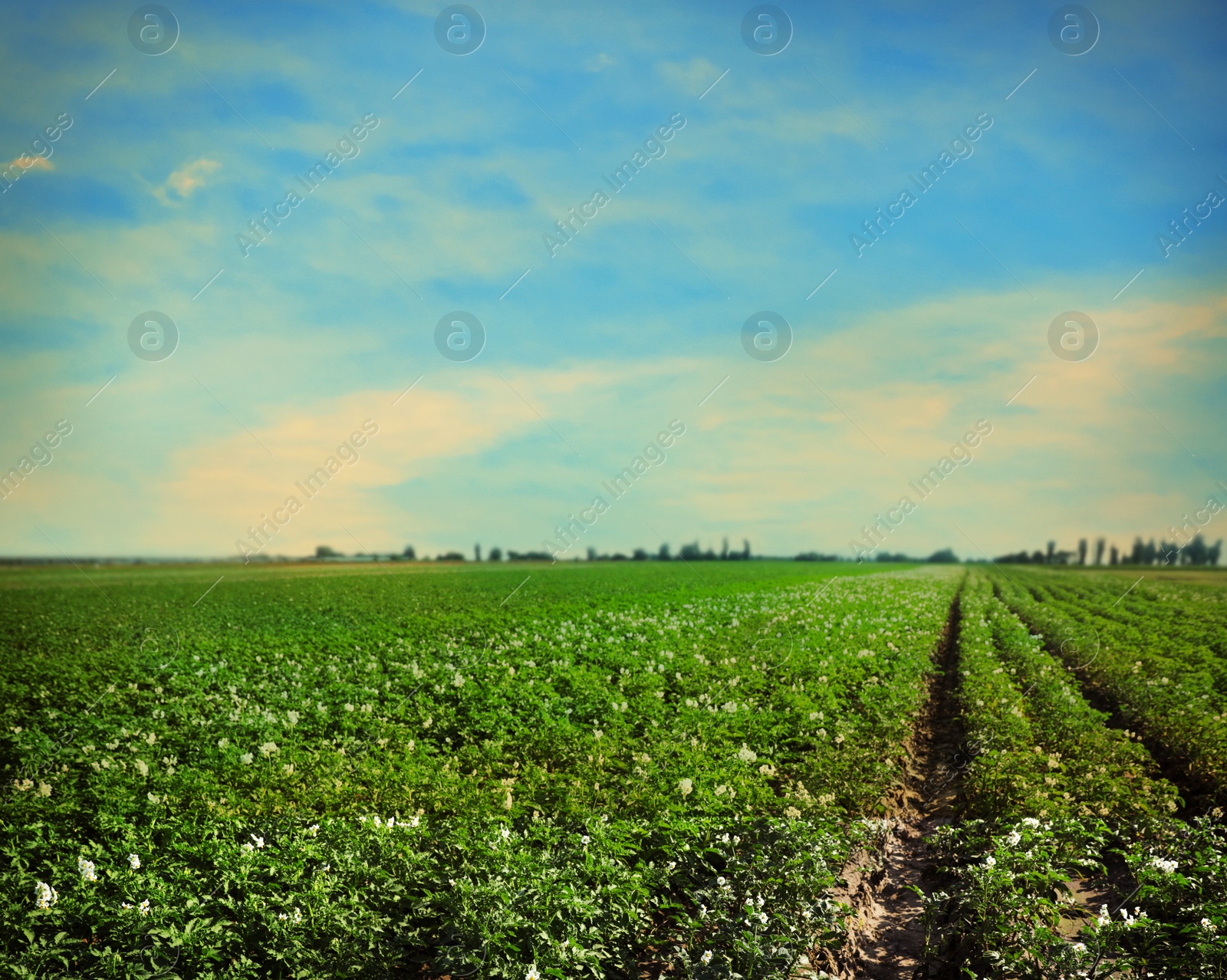 Image of Picturesque view of blooming potato field against blue sky with clouds on sunny day. Organic farming