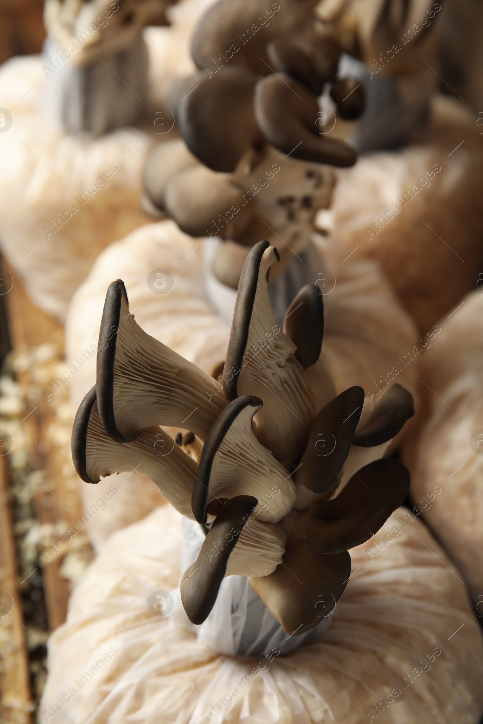 Photo of Oyster mushrooms growing in sawdust, closeup. Cultivation of fungi