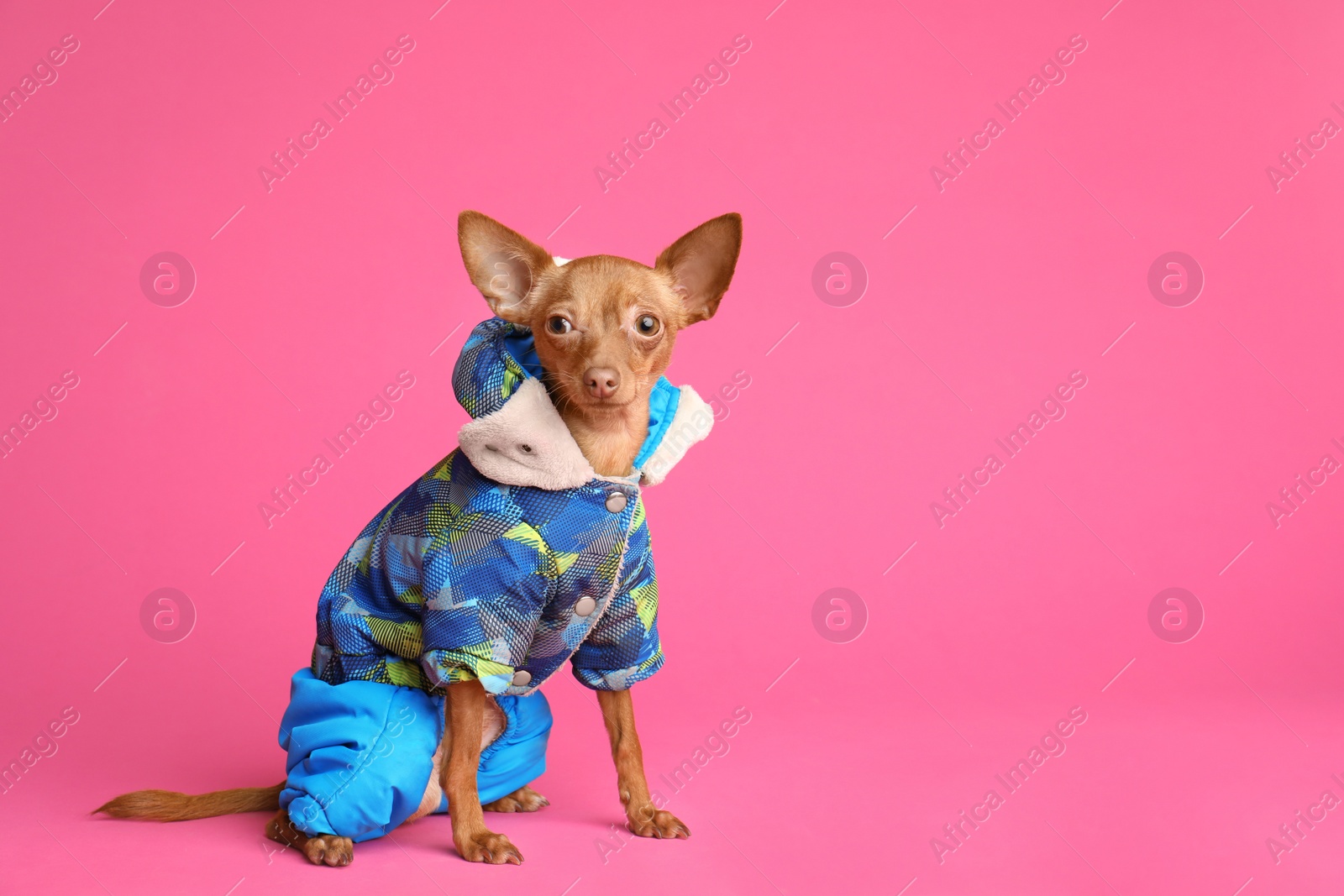 Photo of Cute toy terrier in warm clothes on color background, space for text. Domestic dog