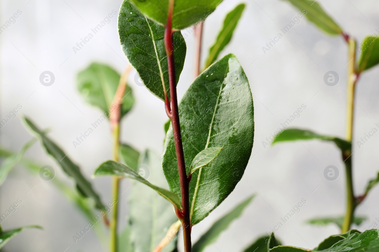 Photo of Bay tree with green leaves growing on light grey background, closeup