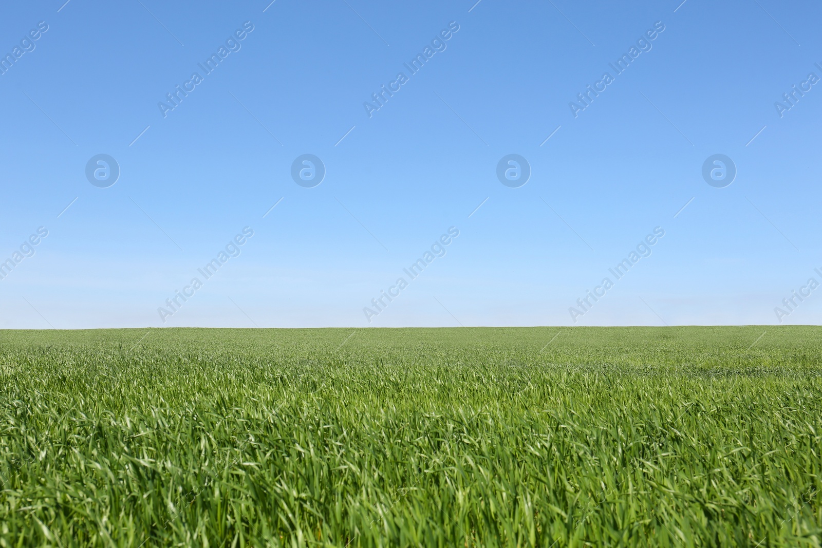Photo of Beautiful view of agricultural field with ripening cereal crop