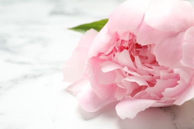 Photo of Beautiful pink peony on white marble background, closeup