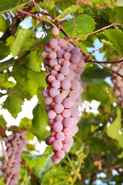 Tasty grapes growing on branch in vineyard