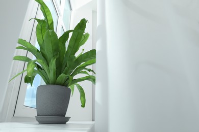 Photo of Beautiful asplenium plant in pot on windowsill indoors, low angle view. Space for text