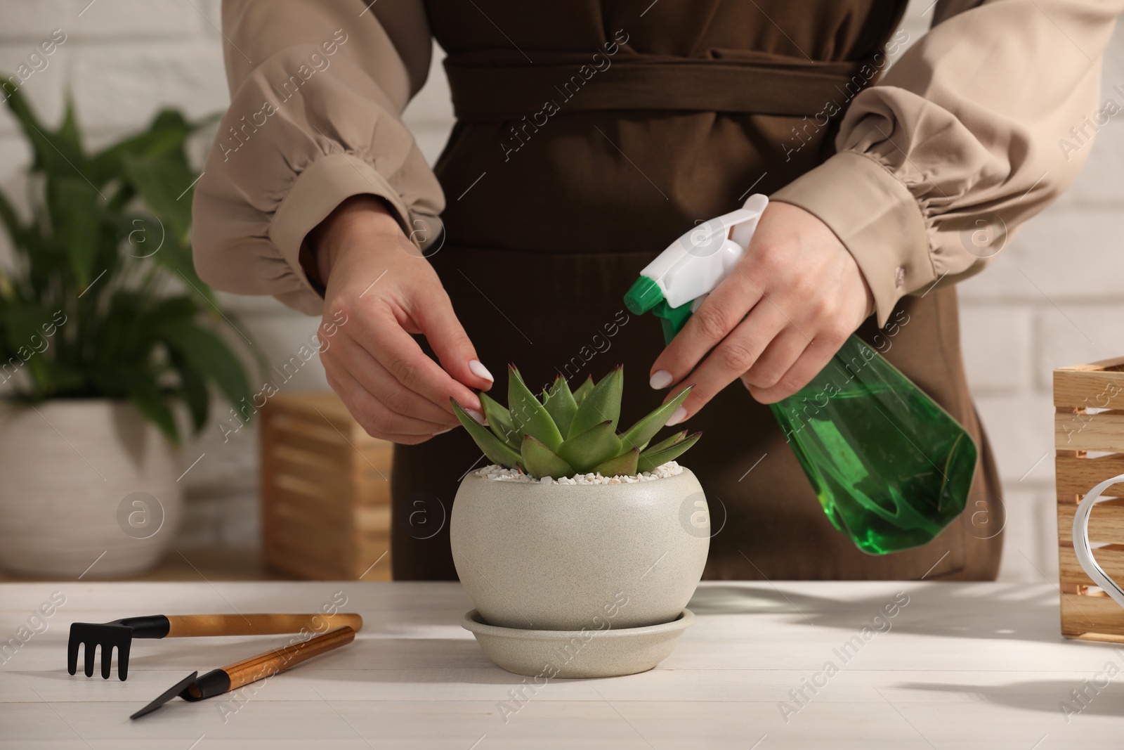 Photo of Woman spraying beautiful succulent plant with water at white wooden table, closeup