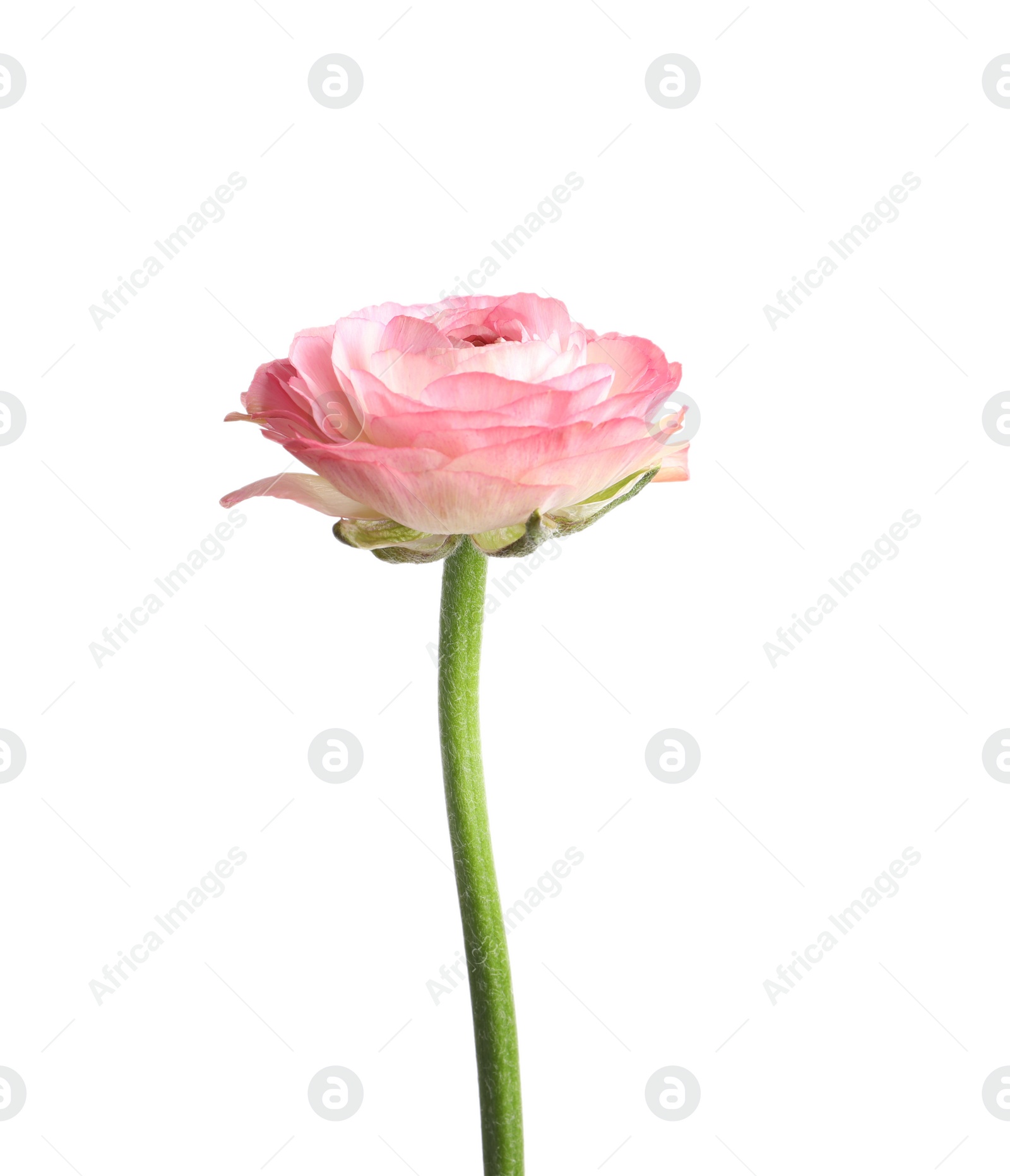 Photo of Beautiful fresh ranunculus flower isolated on white