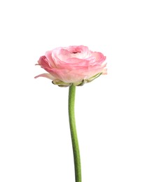 Photo of Beautiful fresh ranunculus flower isolated on white