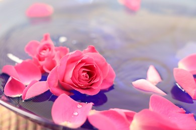 Photo of Pink roses and petals in bowl with water, closeup