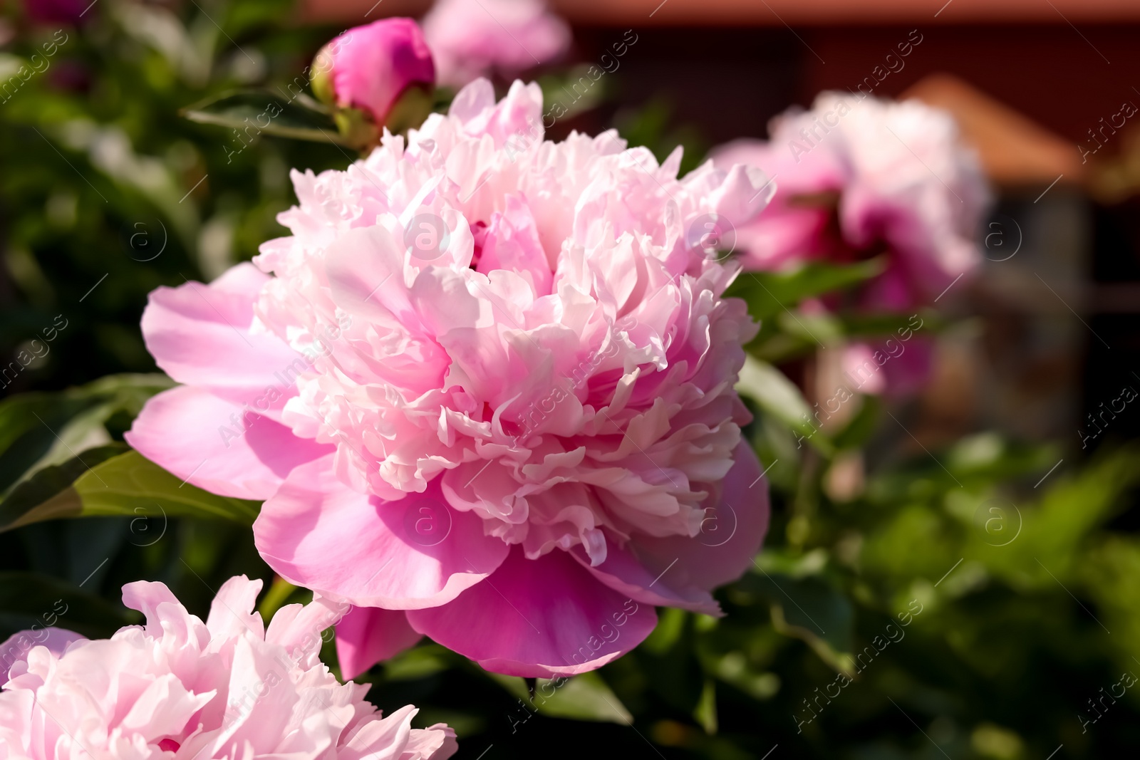 Photo of Wonderful pink peonies in garden on sunny day, closeup