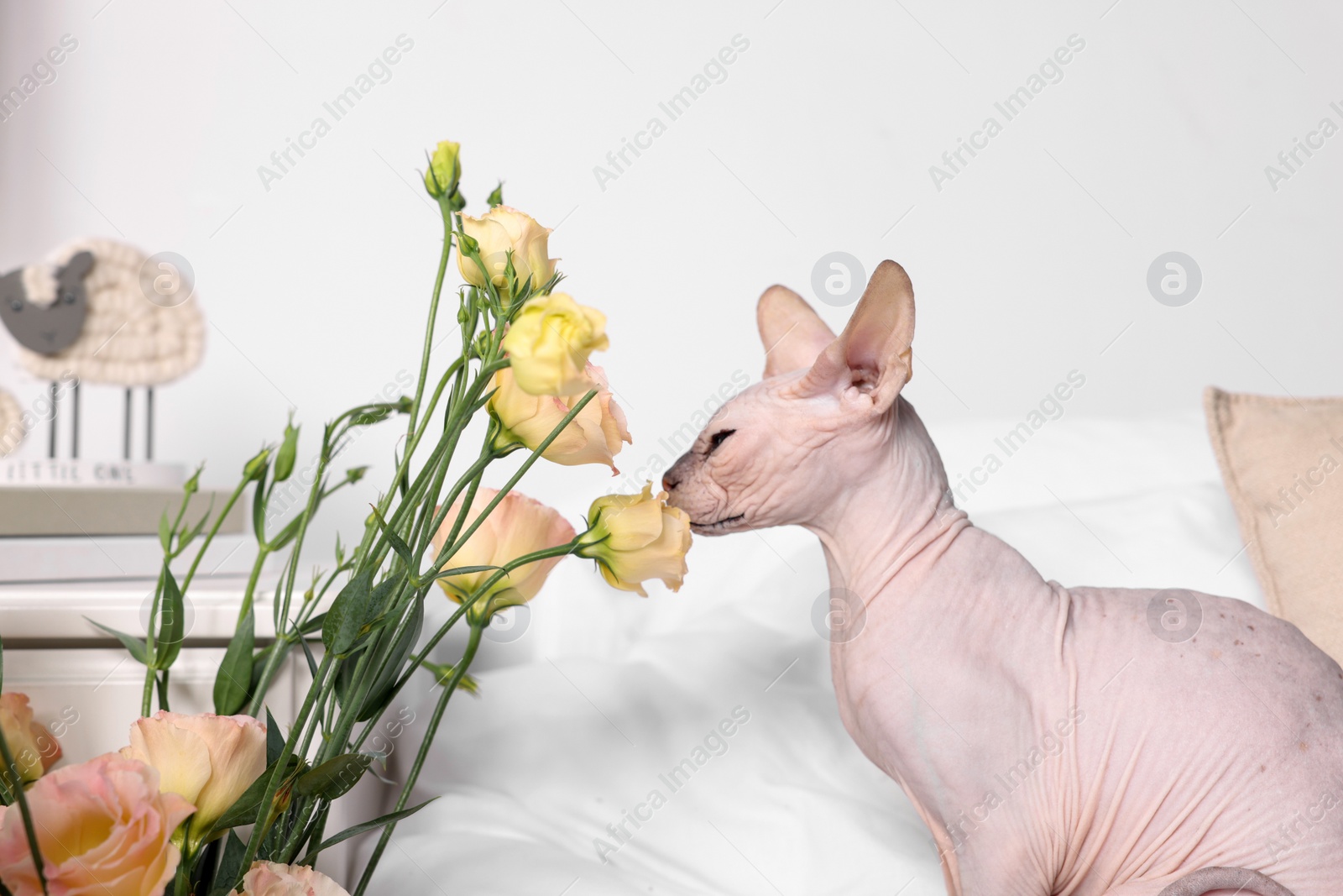 Photo of Cute Sphynx cat sniffing beautiful roses on bed at home. Lovely pet