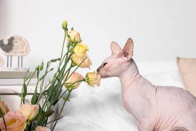Photo of Cute Sphynx cat sniffing beautiful roses on bed at home. Lovely pet