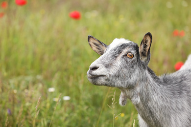 Photo of Cute grey goatling in field, space for text. Animal husbandry