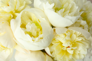 Closeup view of beautiful white peony flowers