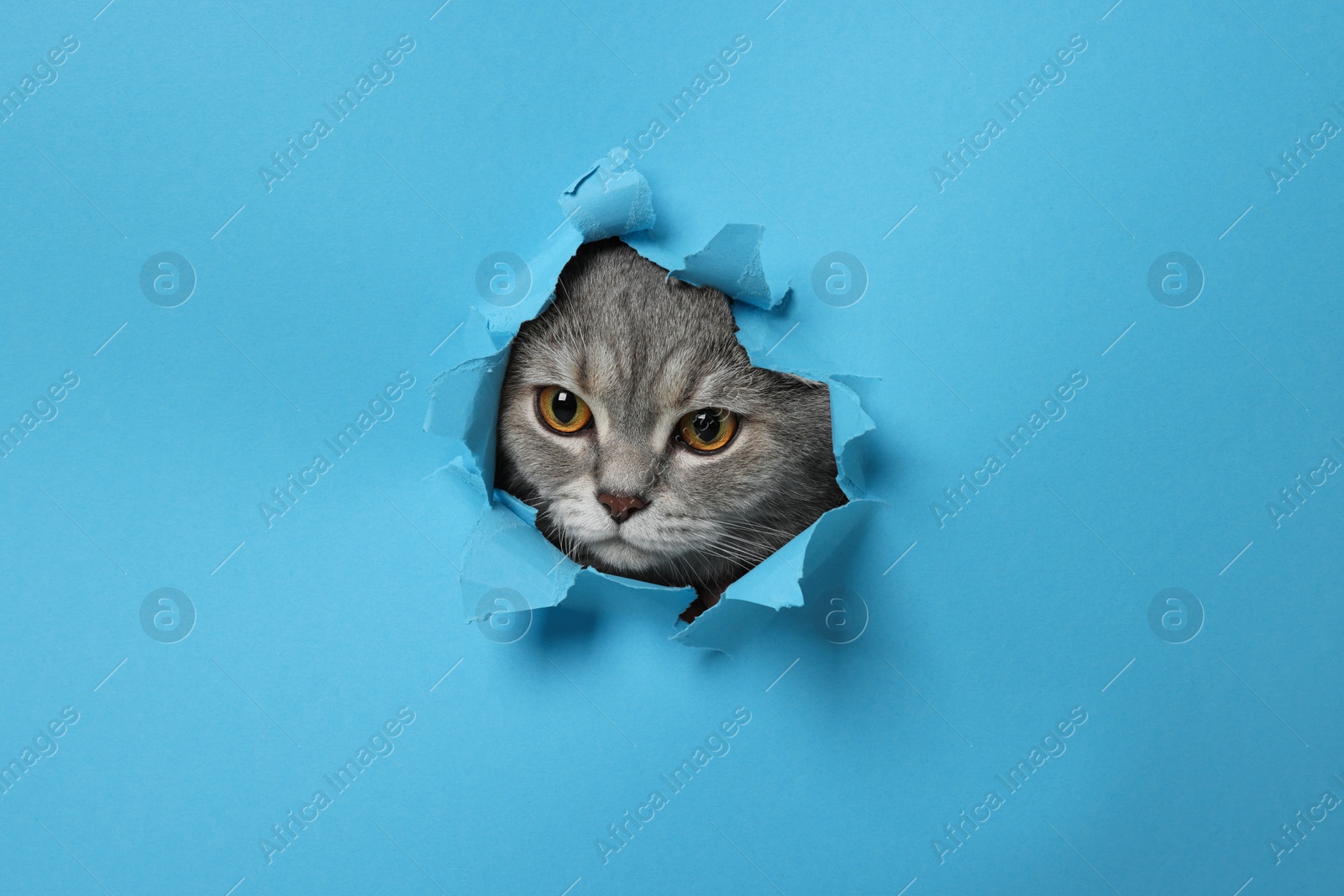 Photo of Cute cat looking through hole in light blue paper