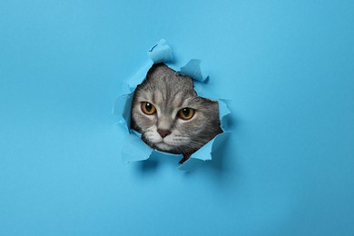 Photo of Cute cat looking through hole in light blue paper