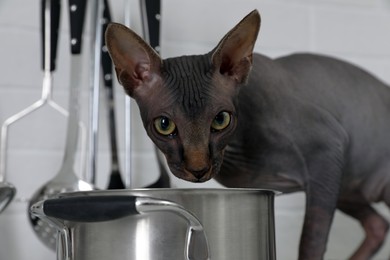 Photo of Sphynx cat near pot in kitchen, closeup