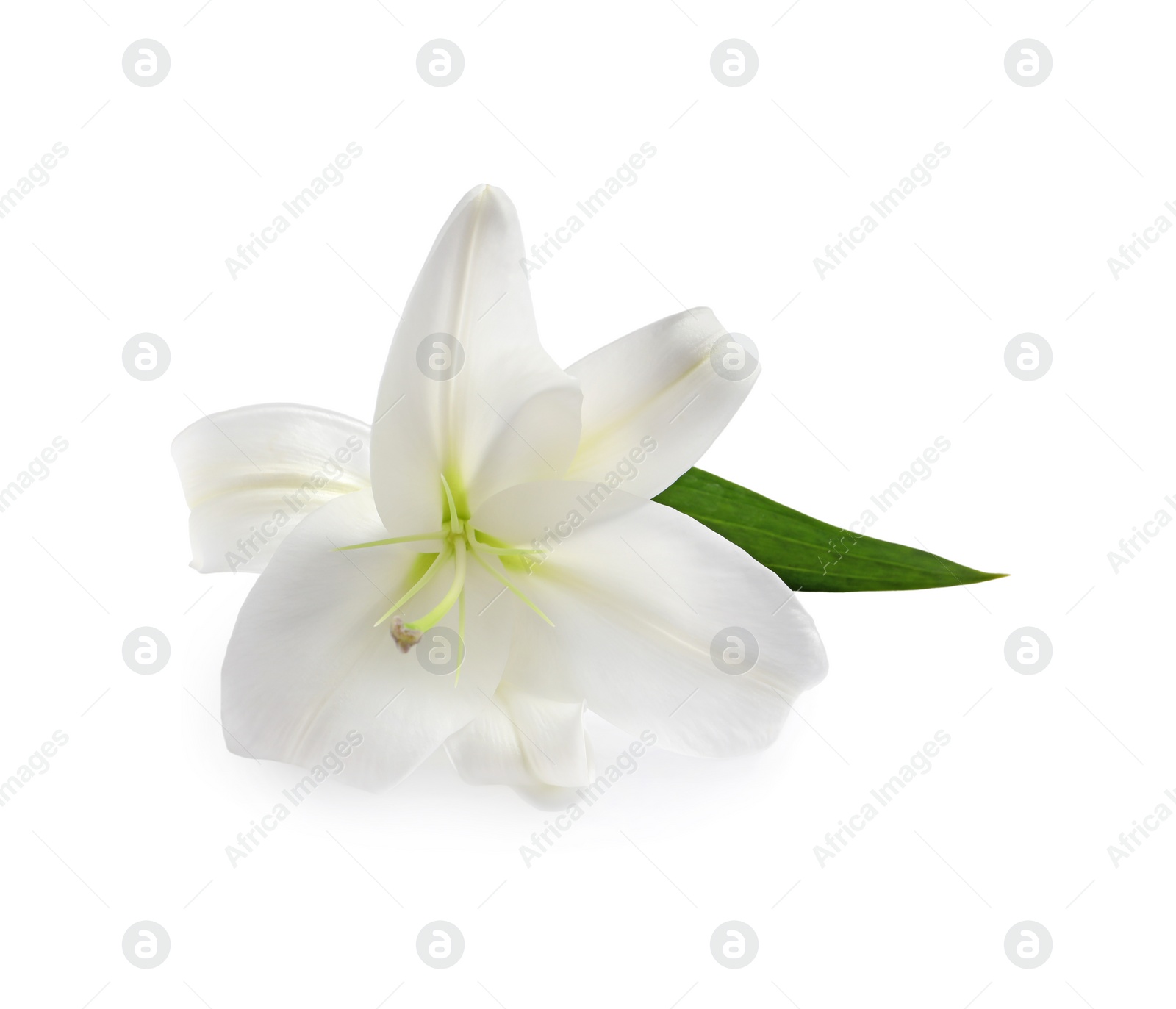 Photo of Beautiful fresh lily flower isolated on white