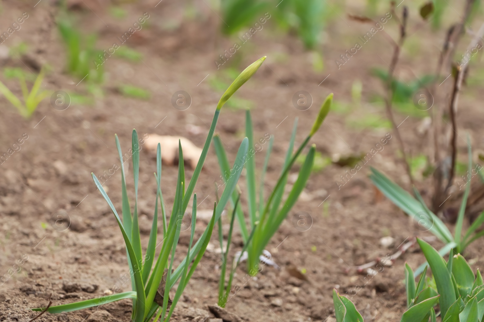 Photo of Daffodil plants growing in garden. Spring flowers